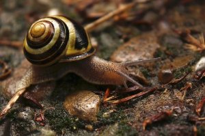 snail-433515_640